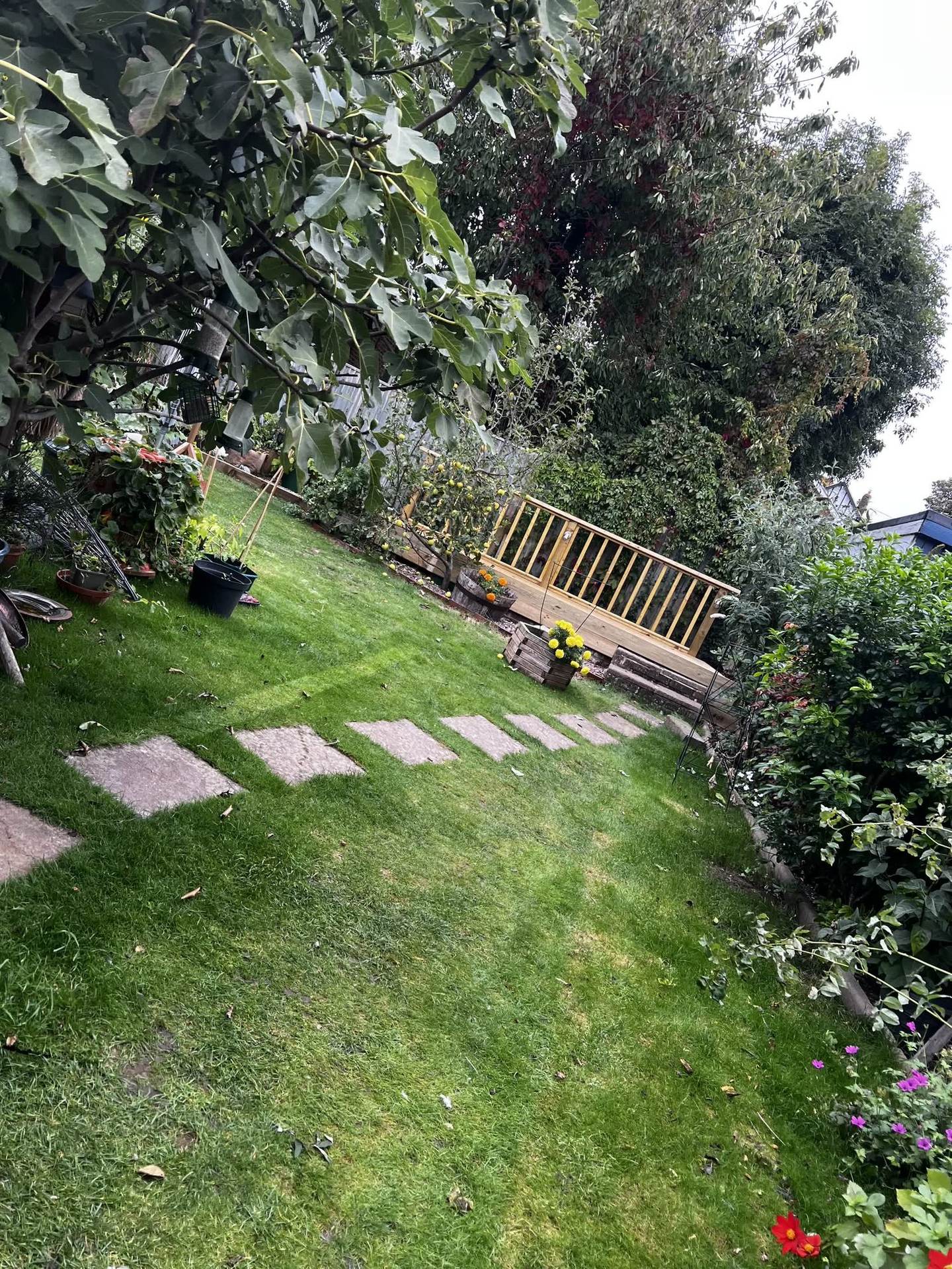 Sloped lawn with a stepping-stone path leading toward the timber garden structure, framed by a fig tree and marigolds